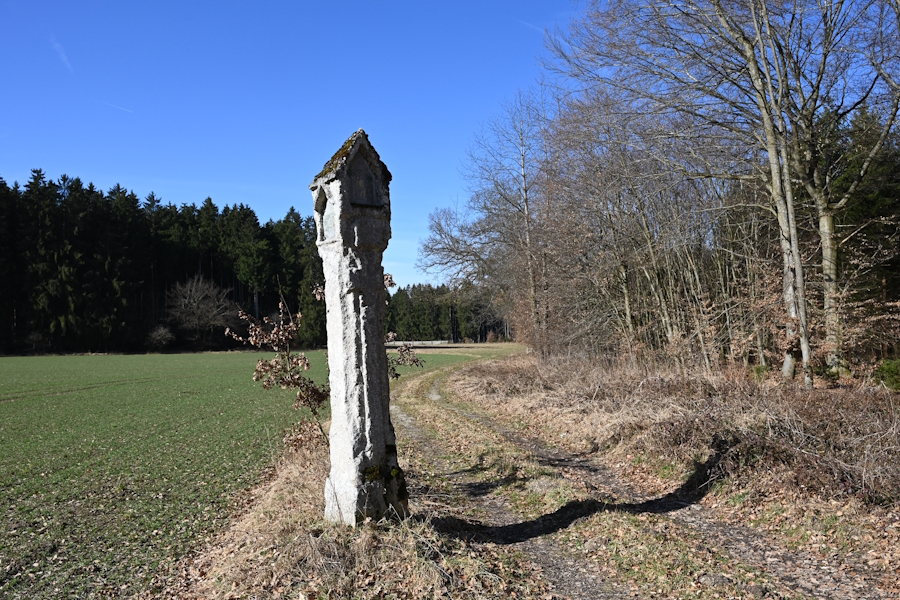 Weiße Marter im Ebersberger Forst.